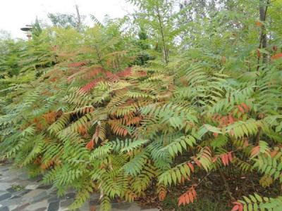 香椿和臭椿有什么不同之處?