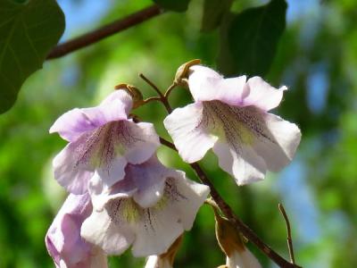 泡桐可以種植于自家的院子里嗎?