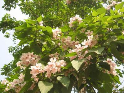 泡桐的品種應該如何選擇?