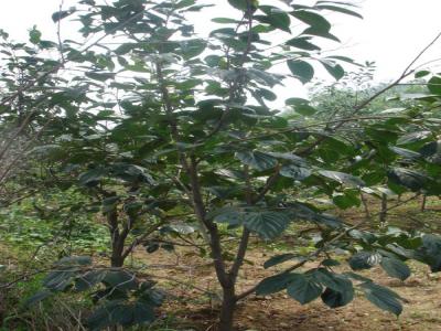 柿子樹(shù)嫁接品種應(yīng)該如何選擇,又應(yīng)該注意些什么?