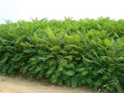 臭椿是大兇之樹,還是大吉之樹?