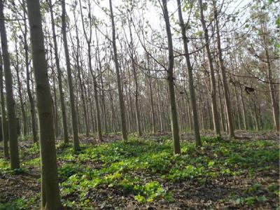 泡桐價值體現在哪些方面?