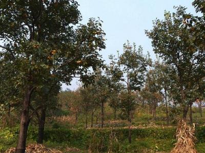 柿子樹的小苗應(yīng)該在哪里購買?