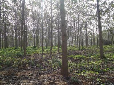 泡桐木到底有沒有毒性?