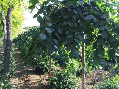 大葉垂榆小苗應該去哪里購買?