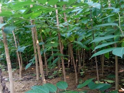 杜仲樹可以在哪兒種?