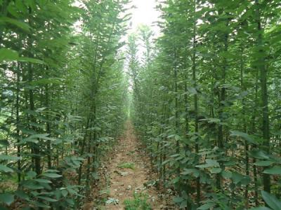 香花槐和刺槐有什么區(qū)別?