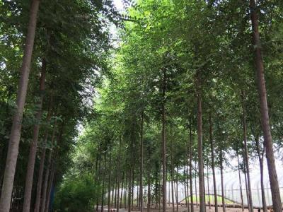 榆樹常見的品種包括哪些?