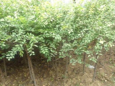 榆樹可以嫁接哪些品種?