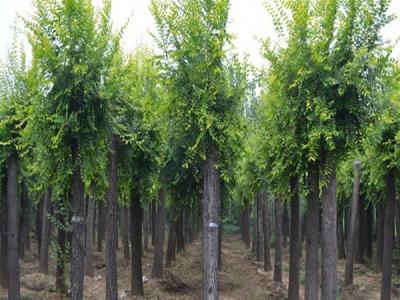 榆樹小苗去哪兒買比較好?