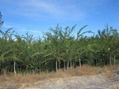  長枝榆常見的病蟲害是什么，怎么處理