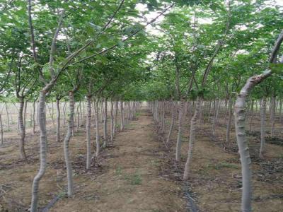 長枝榆有著什么樣的生長特點(diǎn)，如何合理養(yǎng)護(hù)呢