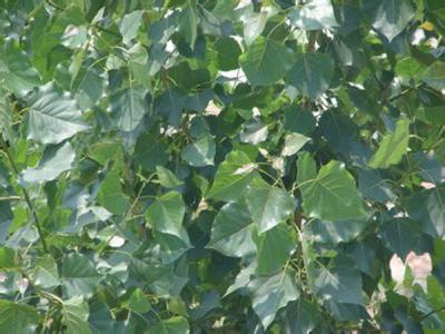 毛白楊的功效和用途都有哪些?