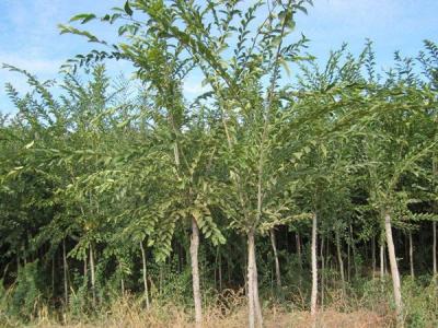 長枝榆什么時候上市的，價格是多少