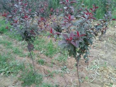 10公分紫葉矮櫻小苗價格是多少,去哪買