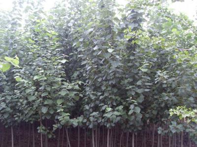 毛白楊的長什么樣子,有什么特點?