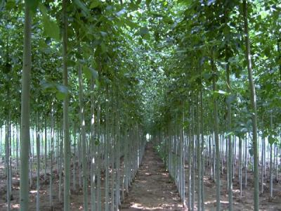 速生楊和毛白楊有什么區別?