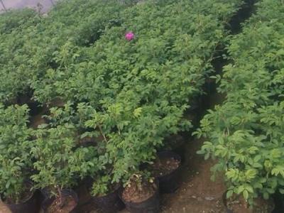 四季玫瑰去哪買,價(jià)格是多少