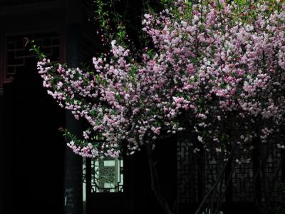 西府海棠的規(guī)格,尺寸以及價(jià)格最新報(bào)表