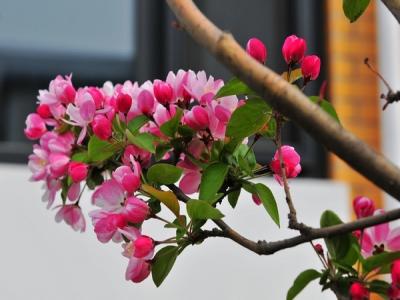 如何區(qū)別西府海棠和垂絲海棠