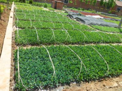 大葉黃楊的園林和經(jīng)濟(jì)價值如何具體體現(xiàn)