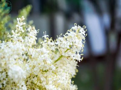 暴馬丁香的生長和栽培過程需要注意些什么 ？