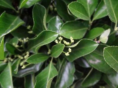 如何直接區別大葉黃楊和小葉黃楊 ?