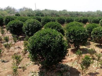 大葉黃楊小苗應(yīng)該去哪里購(gòu)買比較好 ？