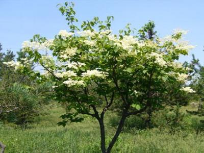 暴馬丁香可以長多高 ?