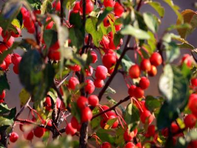 冬紅果海棠種植養(yǎng)護(hù)注意事項(xiàng)