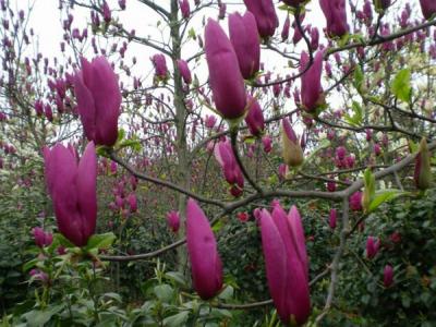 兩公分紅玉蘭小苗的市場價(jià)格是多少？