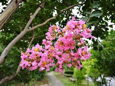 常見的紫薇全身都是寶,這些藥用價值你知道嗎 ?