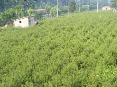 白皮松常見的繁殖方式包括什么 ?