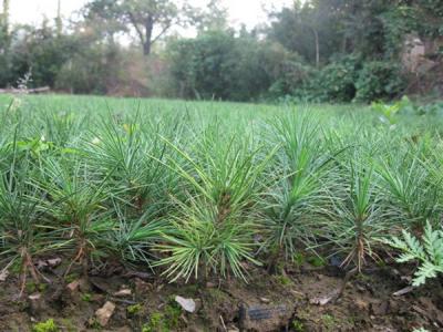 白皮松的生長需要注意些什么 ?