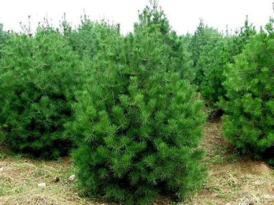 白皮松對于環境有什么要求 ?