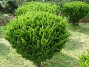 1619966038189730.jpg deade0d166dcc946.jpg