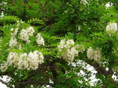 刺槐適合在哪些地方種植?