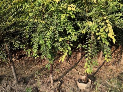 金葉榆容器苗是什么樣的？