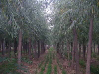 速生柳的用途都有哪些?