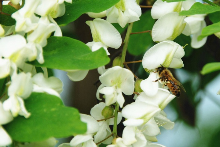 刺槐種子 刺槐種子