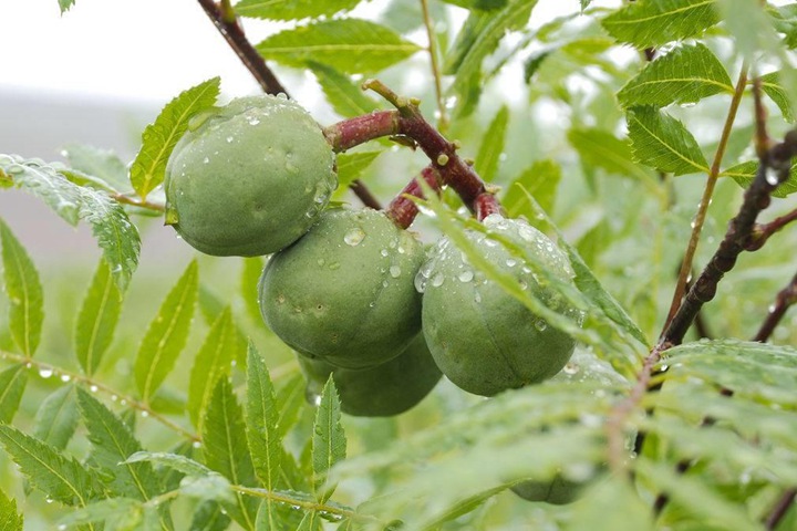 文冠果種子價(jià)格及種植方法 文冠果種子價(jià)格及種植方法