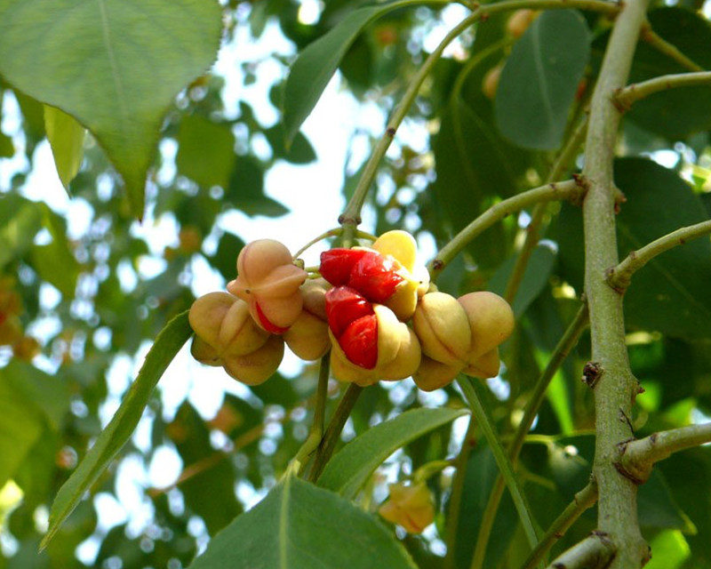 1634368864145180.jpg 10-121215111P7.jpg