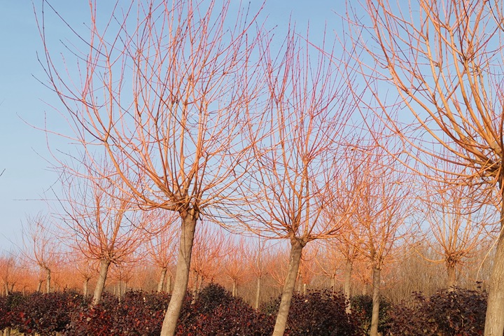 霞光<a href=http://www.y879.cn/lvhuamiaomu/70.html target=_blank class=infotextkey>絲棉木</a> 霞光絲棉木