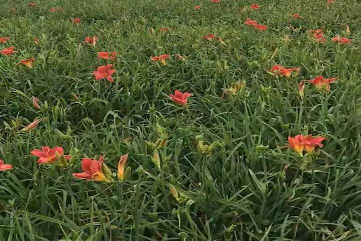 紅寶石萱草 紅寶石萱草