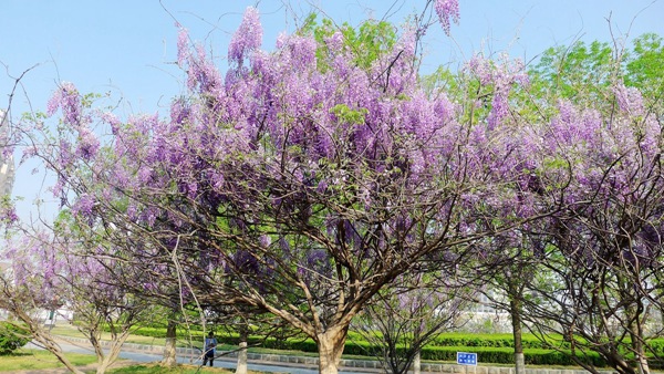 紫藤樹 紫藤樹