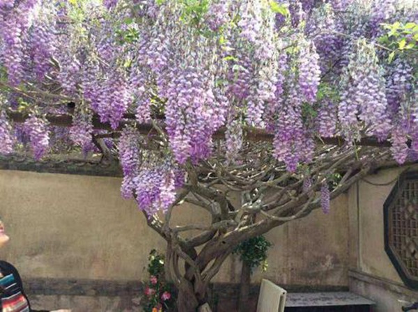 紫藤樹 紫藤樹