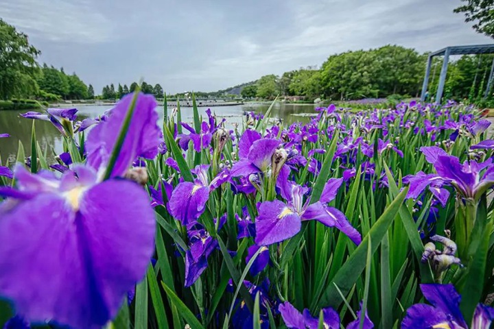 德國(guó)鳶尾圖片_花語(yǔ)_價(jià)格 德國(guó)鳶尾圖片_花語(yǔ)_價(jià)格