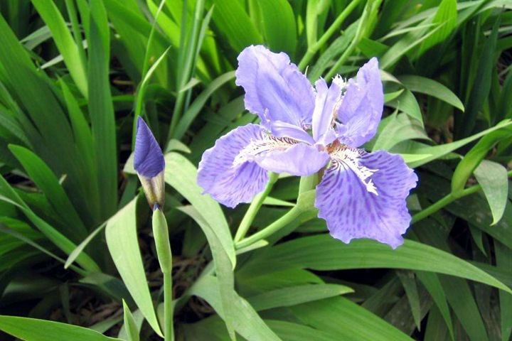 德國(guó)鳶尾圖片_花語(yǔ)_價(jià)格 德國(guó)鳶尾圖片_花語(yǔ)_價(jià)格