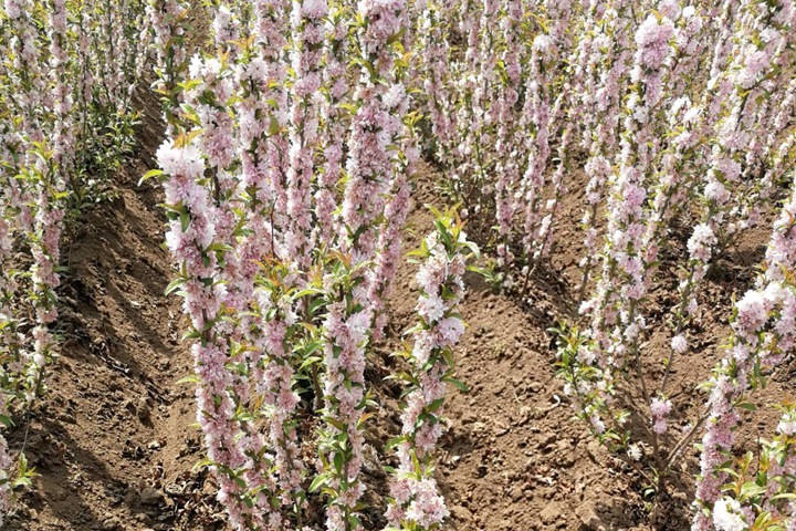 紅花麥李 紅花麥李