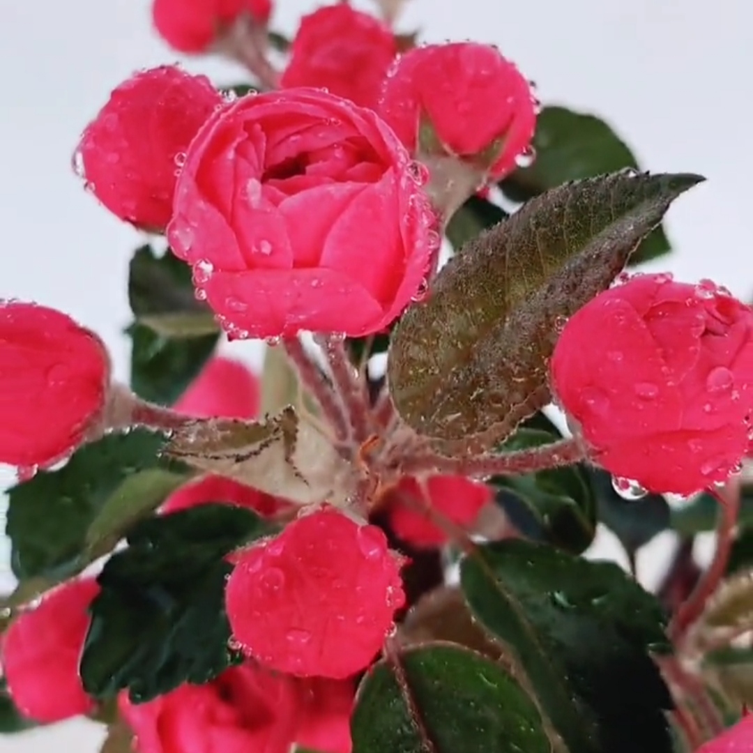 白蘭地海棠 白蘭地海棠